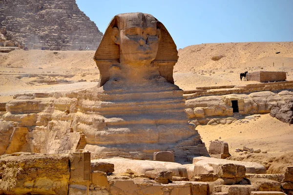 Gran Esfinge Giza Una Gran Estatua Forma Animal Con Cabeza —  Fotos de Stock