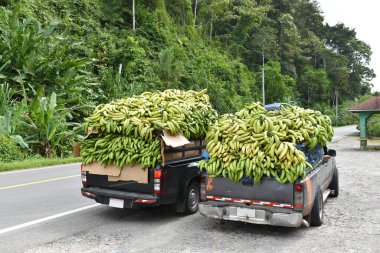 Araba gövdesinde muz, kamyonet, tarım kargosu, pazarda satılık muz demetleri, Panama