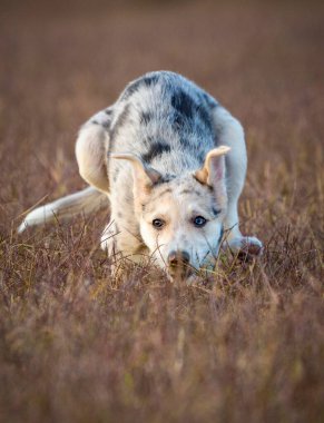 Küçük Sınır Collie Mavi Merle köpek yavrusu