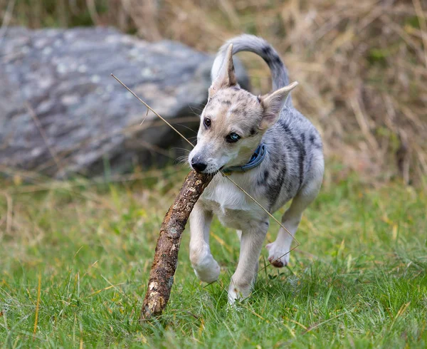 Little Border Collie Blue Merle Puppy Various Situations — Stock Photo, Image