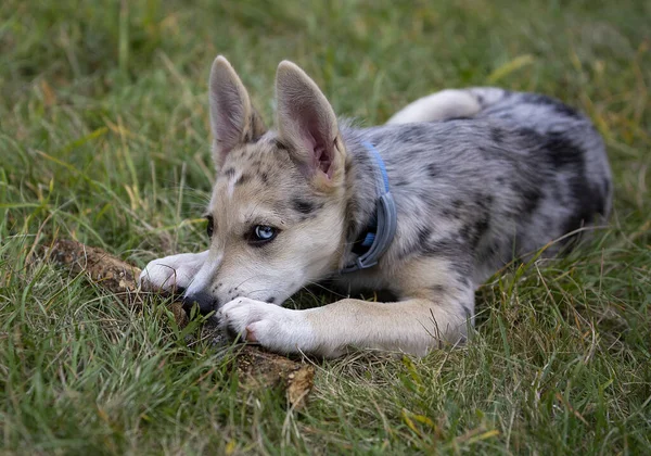 Little Border Collie Blue Merle Puppy Dalam Berbagai Situasi — Stok Foto