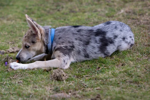 Pequeno Filhote Cachorro Border Collie Blue Merle Várias Situações — Fotografia de Stock