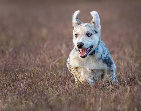 Kleine Border Collie Blue Merle Puppy Verschillende Situaties — Stockfoto