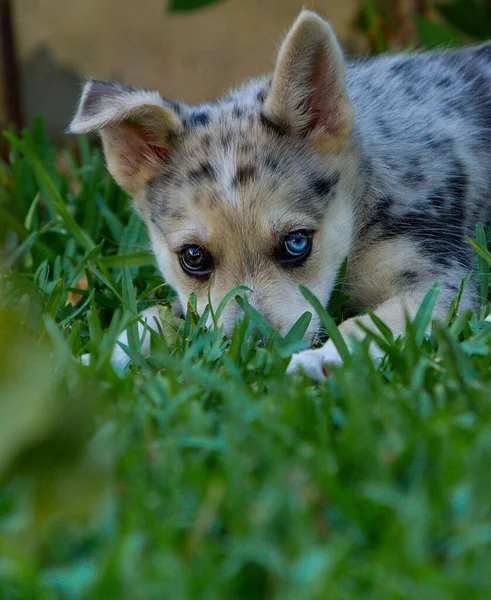 Little Border Collie Blue Merle Szczeniak Różnych Sytuacjach — Zdjęcie stockowe