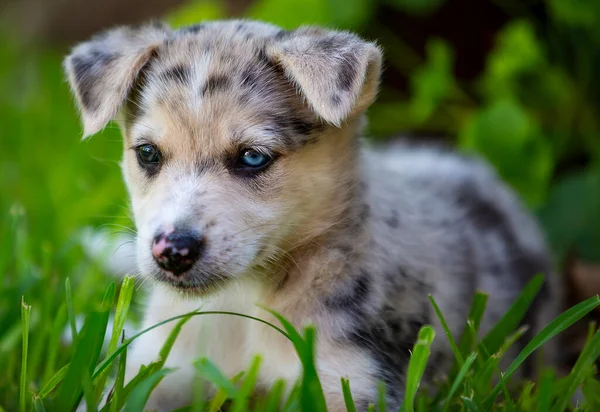 Little Border Collie Blue Merle Puppy Various Situations — Stock Photo, Image