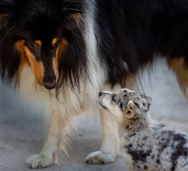 Little Border Collie Blue Merle Puppy Various Situations — Stock Photo, Image