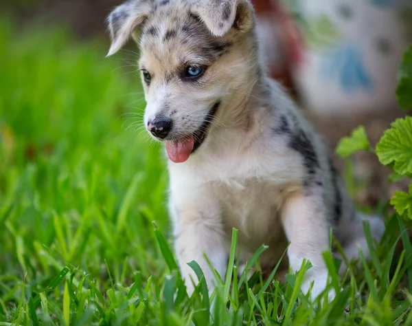 Kleine Border Collie Blue Merle Puppy Verschillende Situaties — Stockfoto