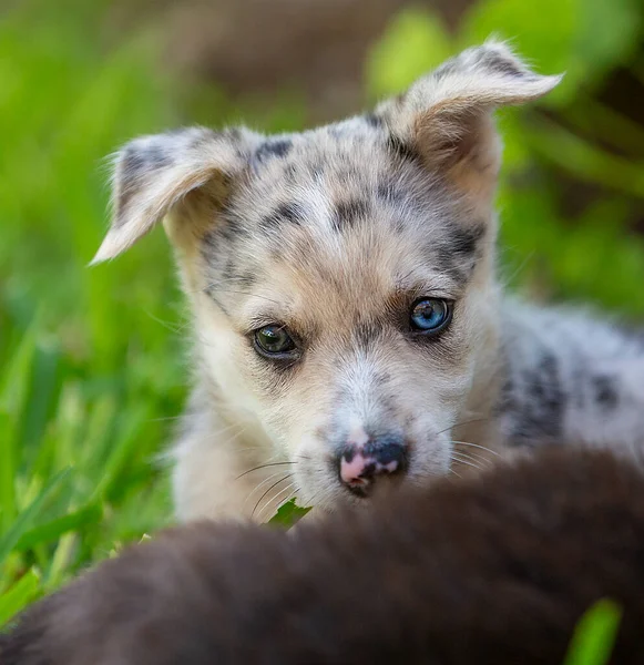 Little Border Collie Blue Merle Puppy Various Situations — Stock Photo, Image