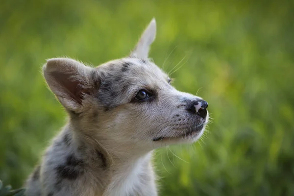 Щенок Little Border Collie Blue Merle Различных Ситуациях Лицензионные Стоковые Фото