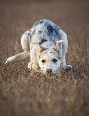 Küçük Sınır Collie Mavi Merle köpeği