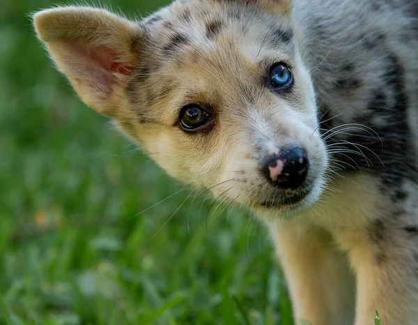 Little Border Collie Blue Merle puppy — Stock Photo, Image