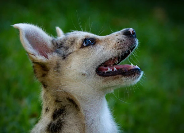 Little Border Collie Blue Merle puppy — Stock Photo, Image