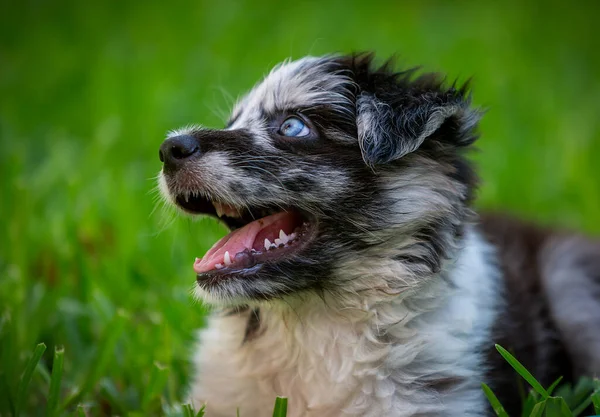 Lilla gränsen Collie Blue Merle valp — Stockfoto