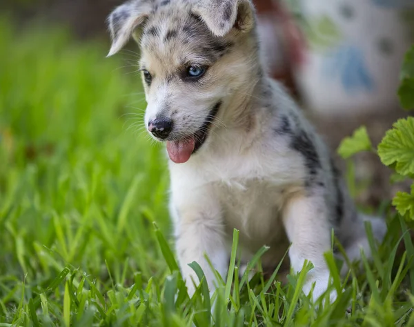 Little Border Collie Blue Merle puppy — Stock Photo, Image