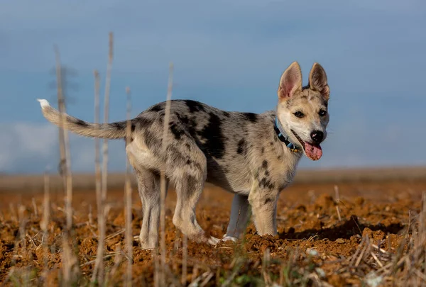 Щенок Little Border Collie Blue Merle Различных Ситуациях Стоковое Фото