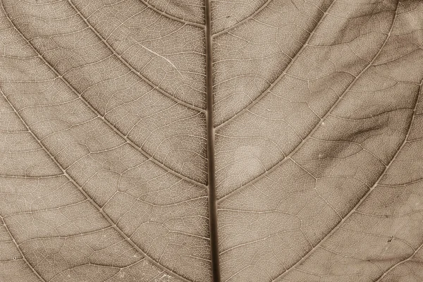 Bladeren detail oppervlak — Stockfoto