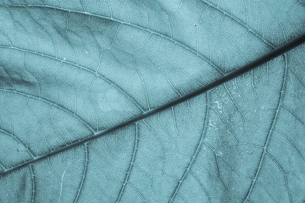 Bladeren detail oppervlak — Stockfoto