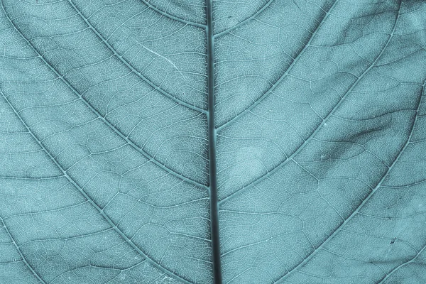 Leaves detail surface — Stock Photo, Image