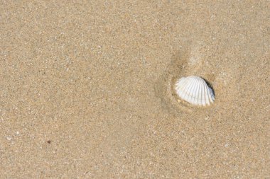 kum üzerinde fosil kabuğu