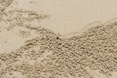 kum kabarcık Yengeç