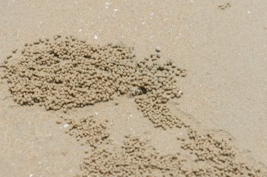 kum kabarcık Yengeç