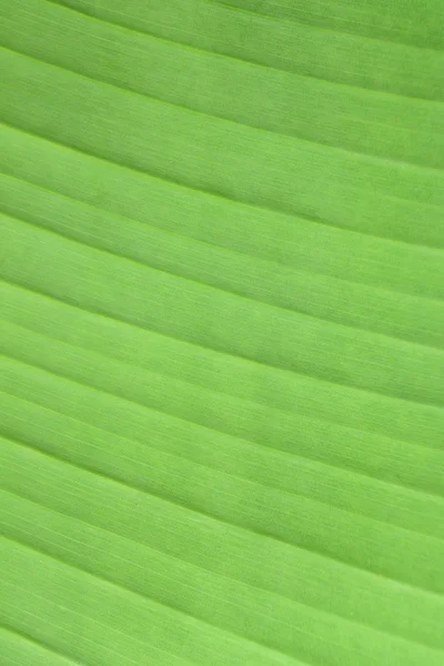 Groene bananenblad — Stockfoto