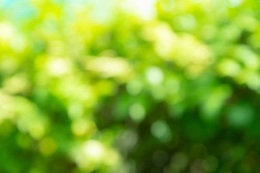 Yeşil bulanık arkaplan ya da arkaplan doğanın ışığıyla