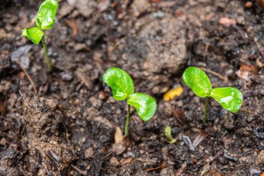 Büyüyen genç bir bitkinin yakın çekimi