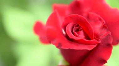 Kırmızı gül ve yeşil arkaplanı kapat