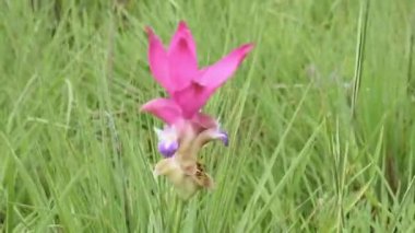 Siyam Tulip (Krachiew çiçekleri) ve rüzgarda sallanan çekirge