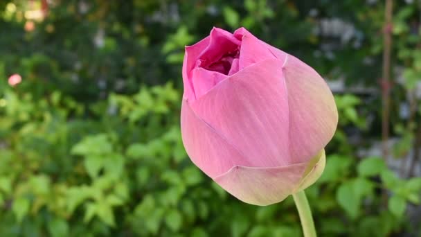 Blisko Różowy Kwiat Lotosu Lub Lilia Wodna — Wideo stockowe