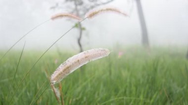 Rüzgarda hareket eden bir çimene yaklaş