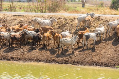 Nehirde kahverengi inek sürüsü.