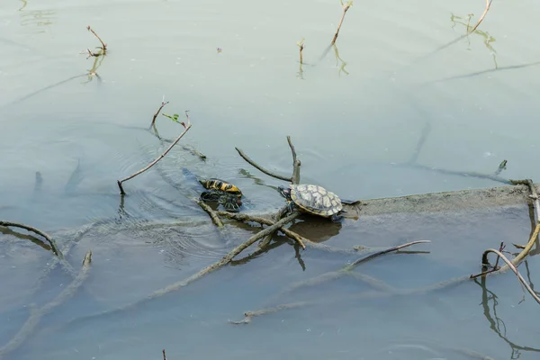 turtles sun tanning on concrete pipes in a park.