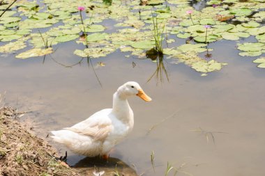 Nilüfer havuzunda beyaz ördekler.