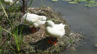 Nilüfer havuzunda beyaz ördekler.