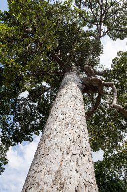 Umarım odorata Roxb.