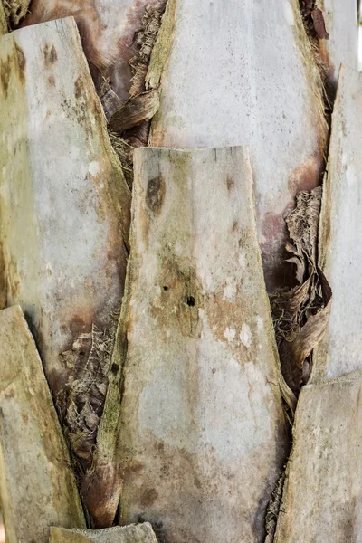 Corteccia di palma — Foto Stock