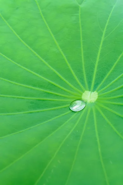 Lotus leaf — Stock Photo, Image