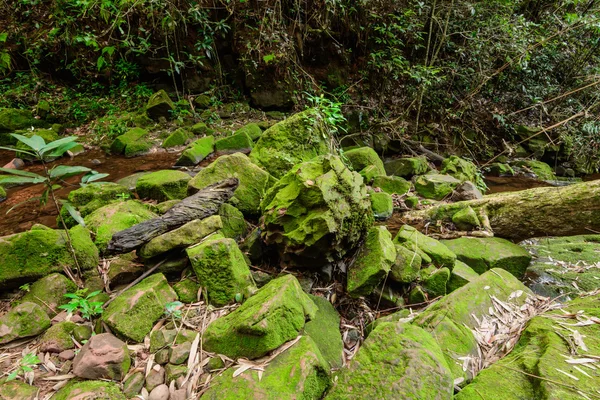 Stone with moss — Stock Photo, Image
