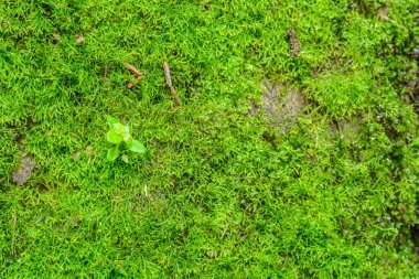 Yeşil yosun kadar kapatın