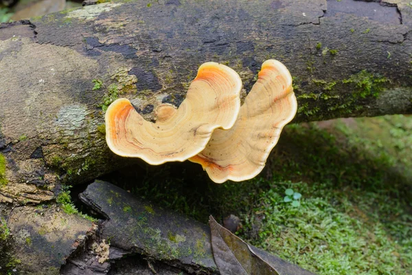 Fungo castanho — Fotografia de Stock