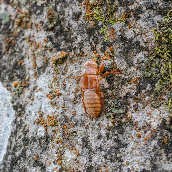 Cicada — Stock Photo, Image