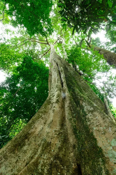 Big tree — Stock Photo, Image