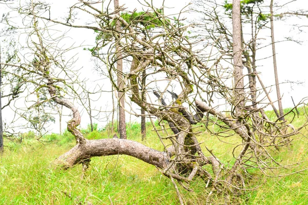 Brutna träd — Stockfoto