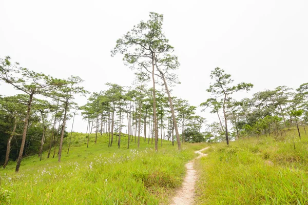 Pine forest field — Stock Photo, Image