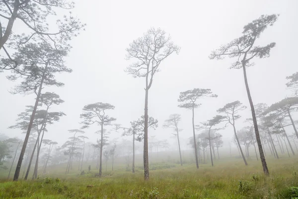 Pine forest fält — Stockfoto