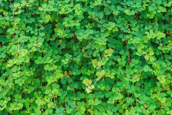 Pared de hoja verde — Foto de Stock