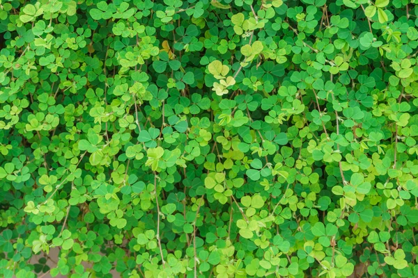 Pared de hoja verde — Foto de Stock