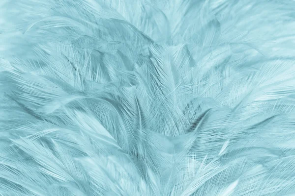 クローズ アップ柔らかな羽毛 — ストック写真